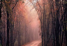 Leisu-关于RNG教练压力巨大！，德约科维奇遭遇十二持续失利上演精彩一战的信息